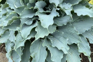 Dancing With Dragons, Hosta 